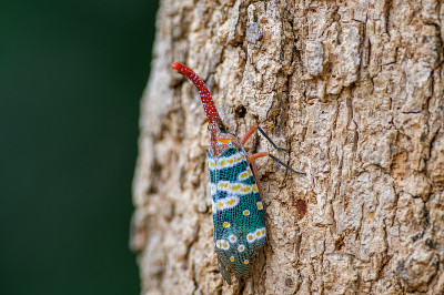 Fulgorid bug,灰飞虱