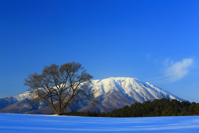 岩手山樱桃树