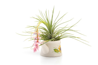 Tillandsia