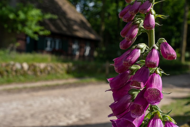 一个毛地黄花在夏季的特写在自然保护区的lueneburger heide