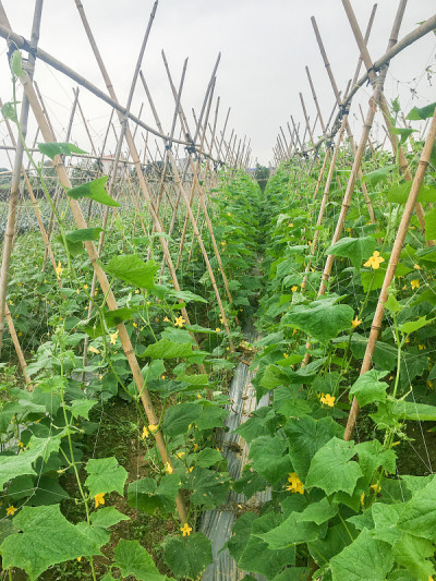 地里的黄瓜正在开花收割