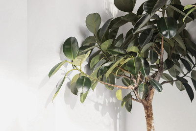 橡叶榕属植物(橡胶树)，白墙