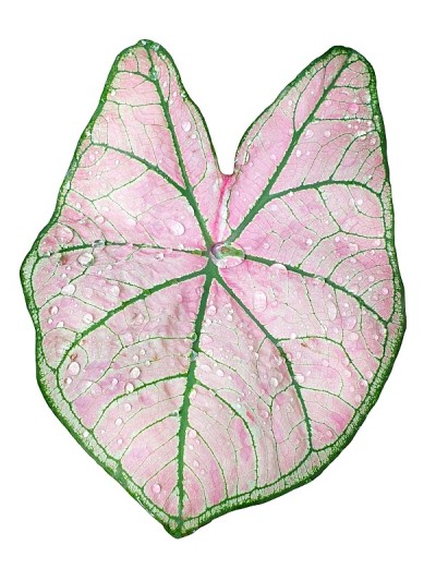 Caladium双色隔离在白色背景与复制空间。