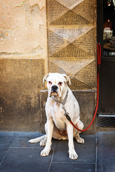 被拴在商店外面的拳师犬