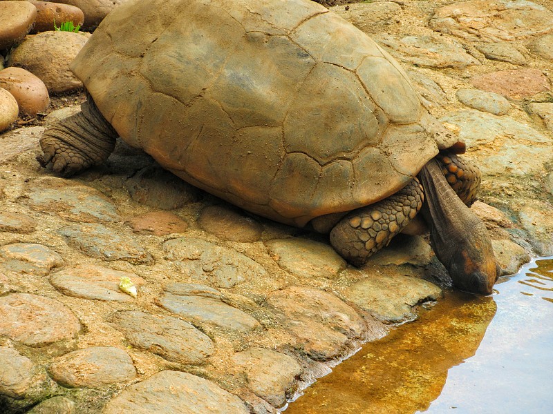 亚达伯拉龟(Aldabrachelys gigantea)正在喝水