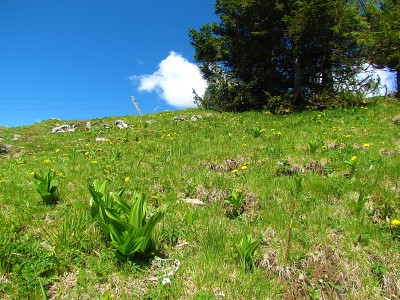 有黄色蒲公英花和假嚏根草的山地草地