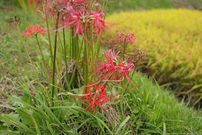 flower200065