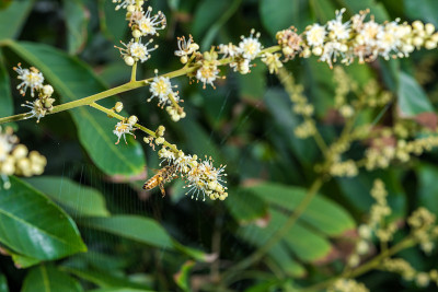 花园里的龙眼花
