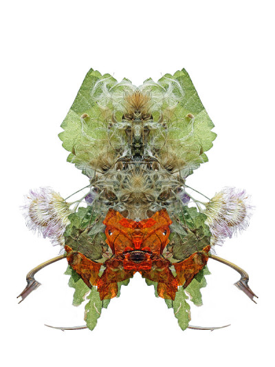 Duvmor