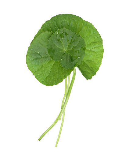 亚洲人的石莲花离开