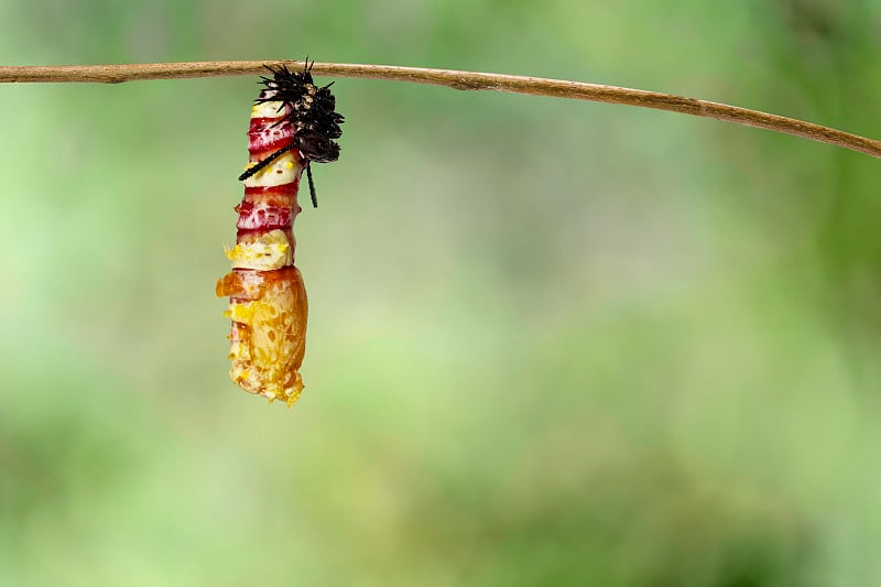 花斑蝶(Cethosia cyanane euanthes)的毛虫蜕皮成蝶，挂在小枝上