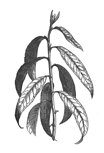 古董插图-植物茎与长叶