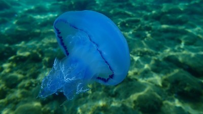桶形水母(根口水母)，垃圾桶盖水母或海底褶边水母
