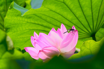 《荷花与蜻蜓