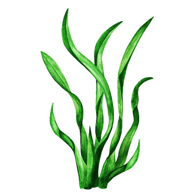 紫菜。水彩海藻