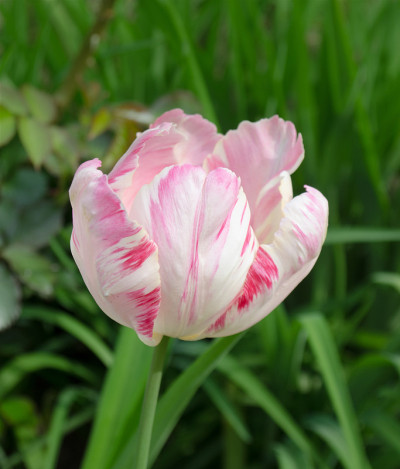 粉色鹦鹉郁金香花在花园里