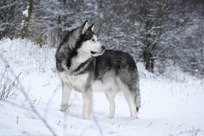阿拉斯加雪橇犬