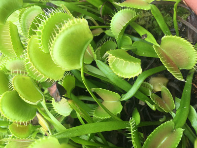 捕蝇草
