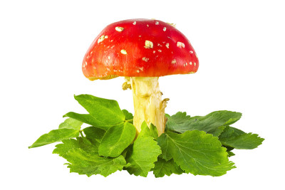 毒蘑菇