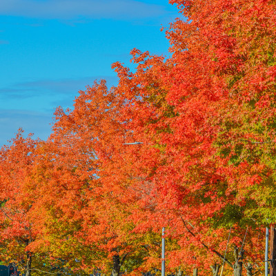 Autumn tree leaf colors in Renton, King County, Wa