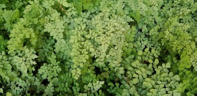 天然泉水从砂岩渗出，在杨木峡谷，格伦峡谷国家休闲区，犹他州