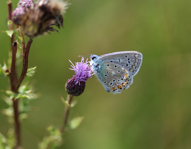 常见的蓝色(伊卡洛斯Polyommatus icarus)