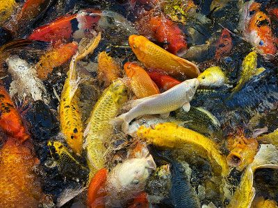 锦鲤