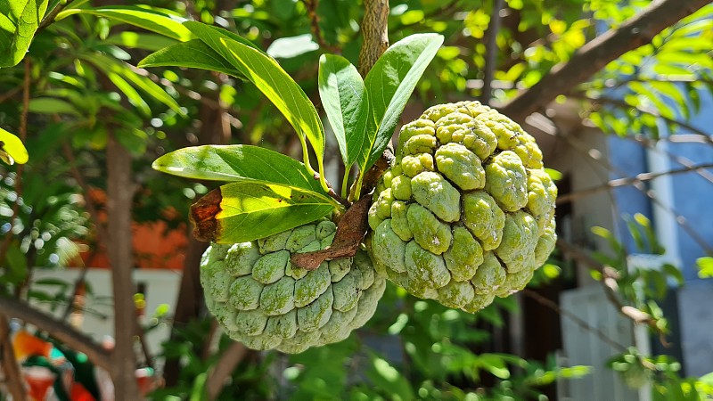 树上的番荔枝或糖苹果