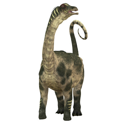 Antarctosaurus /白色