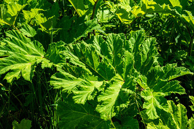 草中伞科大猪草(拉丁文Heracleum)的巨大叶子。大特写镜头。