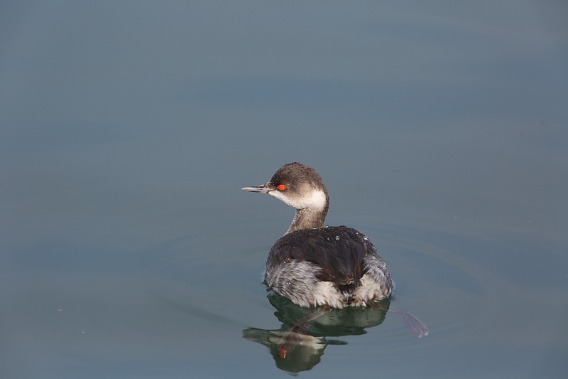 Eared Grebe