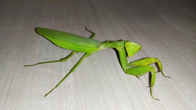 蝗虫草料斗侧面视图。