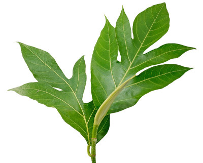 产于热带的面包果，叶子孤立在白色背景上