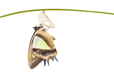 孤立的小斑蛱蝶(Polyura athamas)从茧中脱出，变形，挂在小枝上