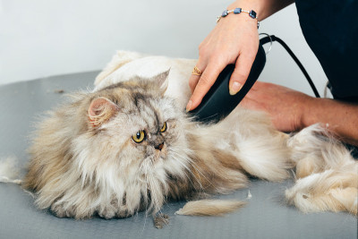 美容师修剪的猫