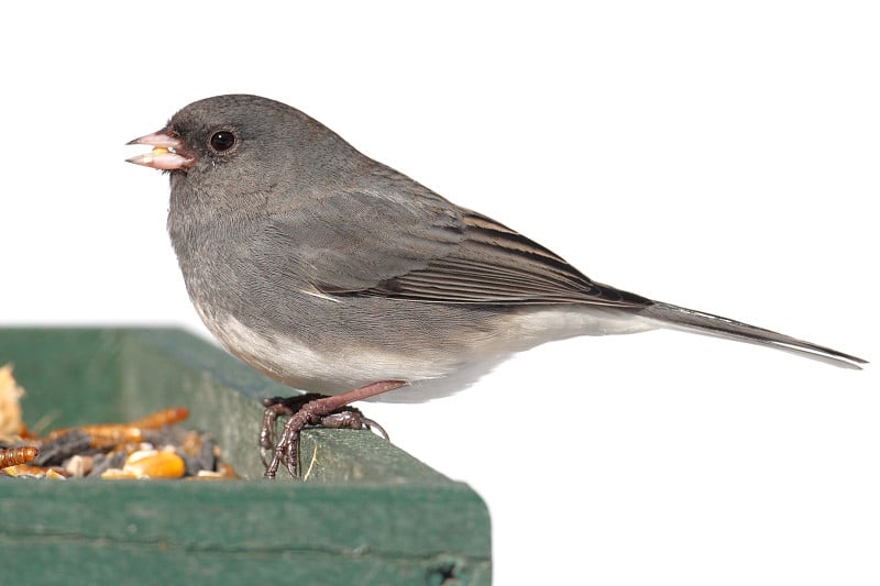 喂食器上的Junco