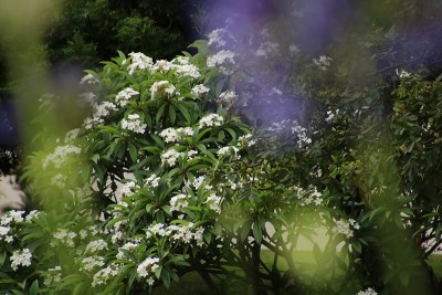 花园里的白色榕树丛