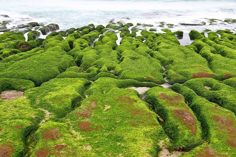 新北市石门区老美绿礁，带季节性藻类的火山岩，