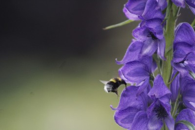 蜜蜂