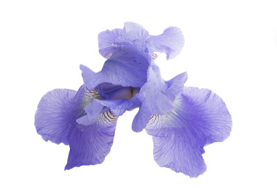 虹膜花孤立