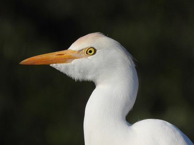 牛白鹭(Bubulcus ibis)肖像