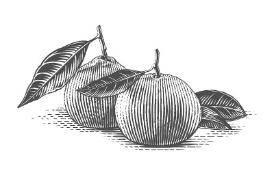 小树枝上的橘子手绘素描雕刻插画风格