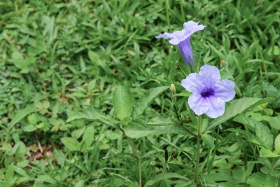 豆荚花紫色绽放在早晨