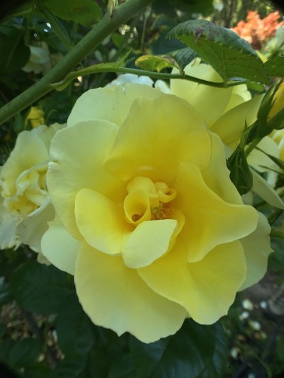 亮黄色玫瑰花蕾