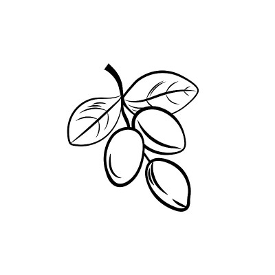 矢量插图，Argan枝，黑白图标模板隔离。