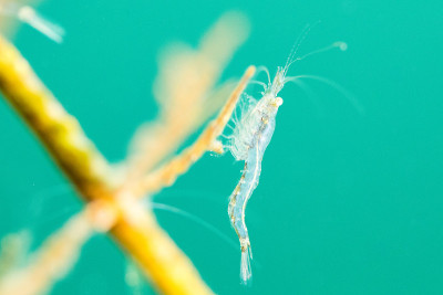 淡水虾