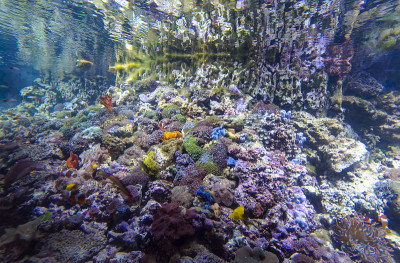 模仿珊瑚礁的大型水族馆或海洋馆
