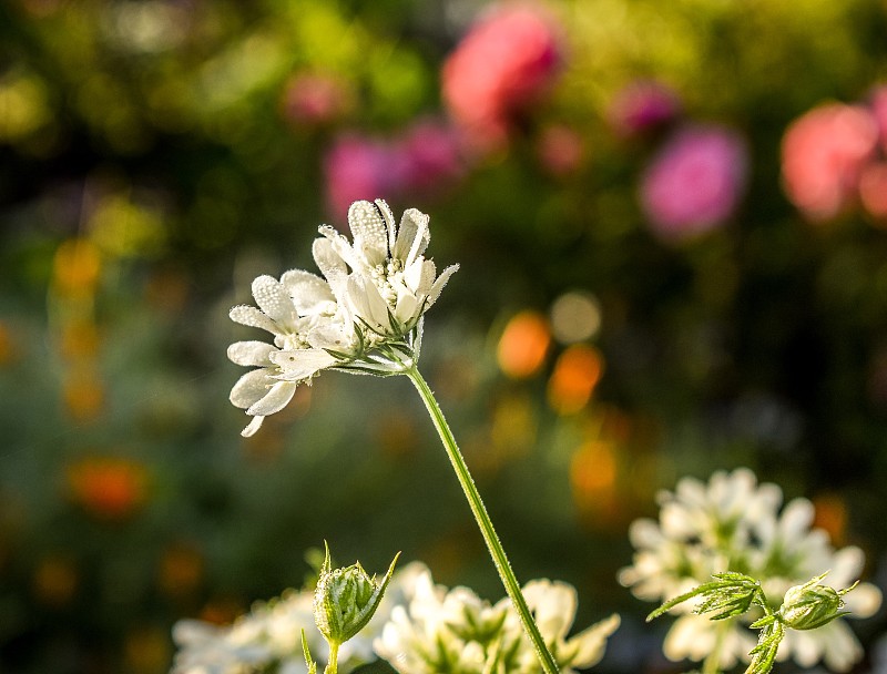 农家农舍乡村花园中的Agapanthus