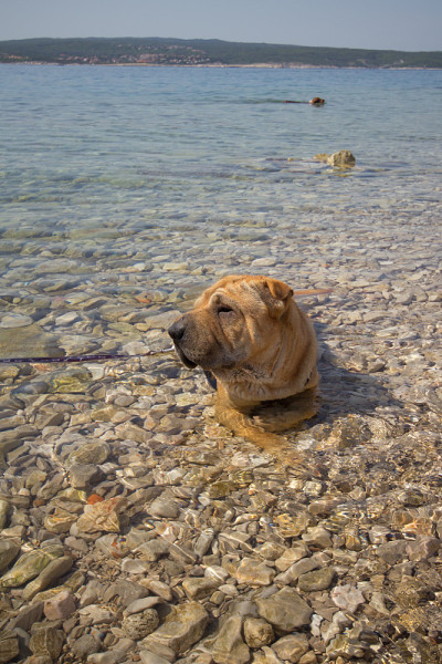 sharpei在海滩