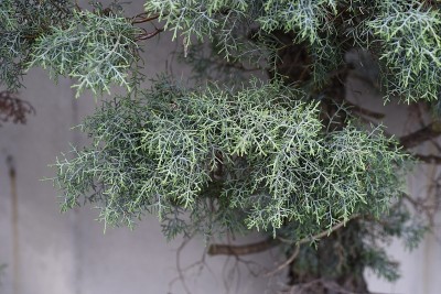 亚利桑那柏树“蓝冰”